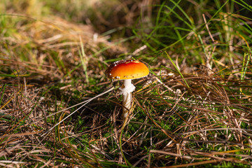 isolated toadstool mushroom in the forest