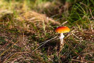 isolated toadstool mushroom in the forest