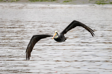Pelican flying over the Pacific Ocean in southern coast of Peru South America
