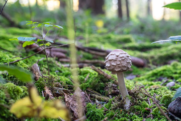 isolated parasol mushroom in the forest