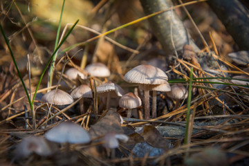 In the autumn, poisonous toadstool mushrooms in the forest.