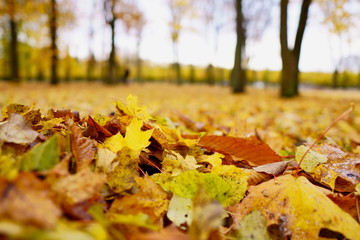 Coloured maple leaves in the fall. well convey the mood of autumn Close up orange leaves on ground with forest on background. HDR