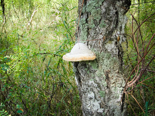 Chaga mushroom or inonotus obliquus fungus in birch tree