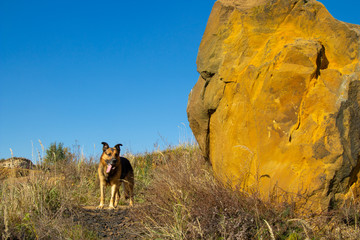 dog near the cliff in autumn,funny dog shows tongue and stands near big rock in autumn, dog west near rock made of sand