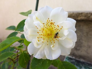 Obraz na płótnie Canvas roses blanche dans mon jardin avec une abeille.