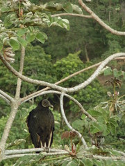 ave en un árbol 
