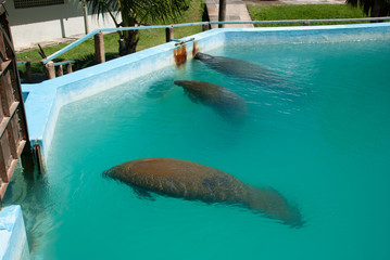 Itamaracá Island / Pernambuco / Brazil. June, 29, 2009. Marine Manatee Preservation Center.