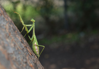 Frontal focus on a green praying mantis with a blurred out background 