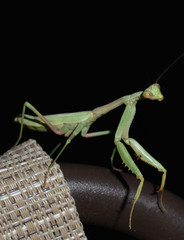 Close up of a praying mantis on clean black background 