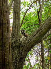 Ring-tailed Lemur catta on the tree branch at his natural habitat in Madagascar