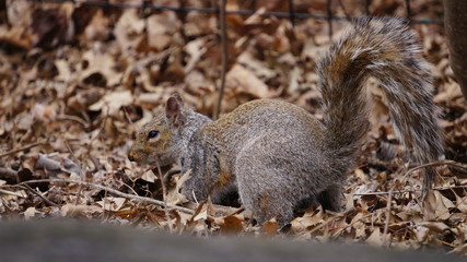 Naklejka na ściany i meble Squirrel in Central Park