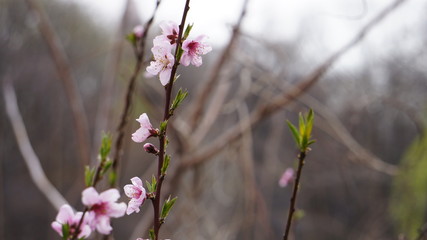 Pink flowers in Central Park