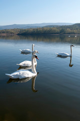 white swans with small swans on the lake