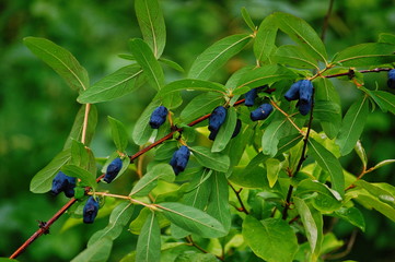 Blue honeysuckle branch in summer garden.