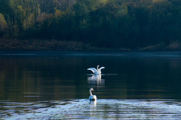 white swans with small swans on the lake