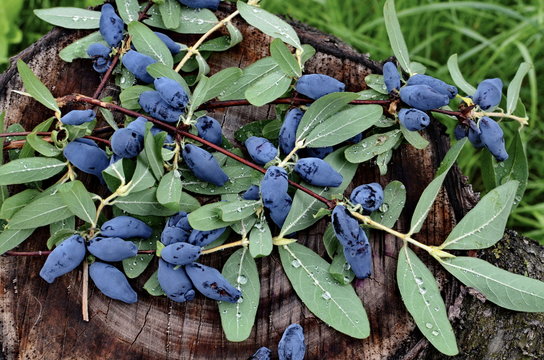 Blue honeysuckle branch in summer garden.