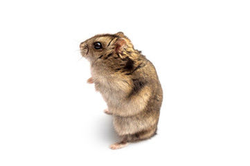 Small hamster on white background.