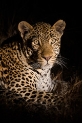 Leopard Portrait at Night
