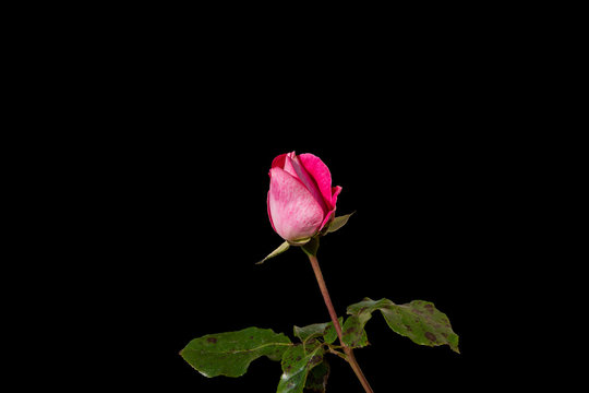 An isolated rose bud against a black background