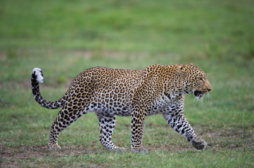 Walking Leopard