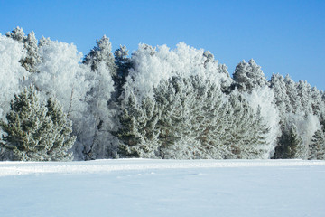 Winter snow forest background Landscapes and cold nature and tree