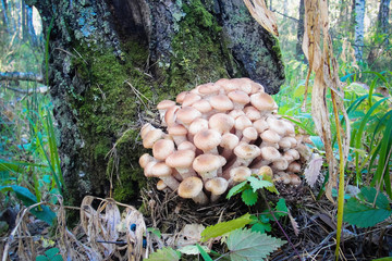 Armillaria mellea or edible honey fungus forest