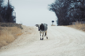 Zebu cow walking down rural road.