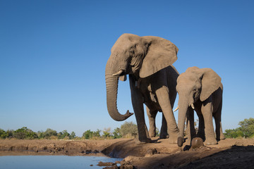 Obraz premium Drinking Elephant