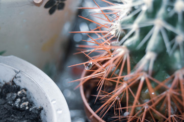  cactus with red thorns water drop