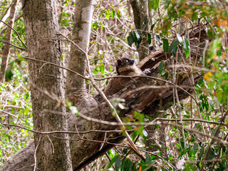 Ring-tailed lemur sitting on between tree branches at rainforest in Madagascar