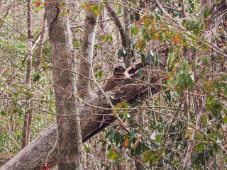 Ring-tailed lemur sitting on between tree branches at rainforest in Madagascar