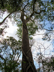Baobabs tree at the jungle in Morondava Region in Madagascar