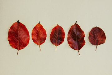 Five colorful autumn leaves of pear collection isolated on white background