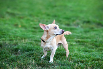 Naklejka na ściany i meble Chihuahua stands in grass and looks away in garden. Happy dog ​​for a walk in park in autumn. The concept of pets. Playful little dog on the green natural grass. dog is waiting for owner on street