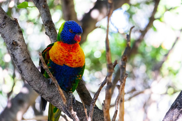 Exotic parrot