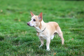 Naklejka na ściany i meble Chihuahua dog walks in grass in fall. dog on nature in park. Chihuahua walks in forest. dog is a friend for children and families. dog on a walk in park. Pets concept. Chihuahua in green summer grass.
