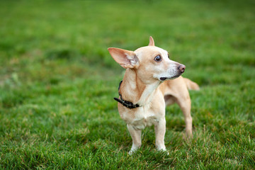 Smooth chihuahua dog on a walk. Redhead chihuahua in the green grass of summer. A dog walks in the park on an autumn day. The concept of pets. Happy pet in the wild. Walk with the dog. dog is waiting 