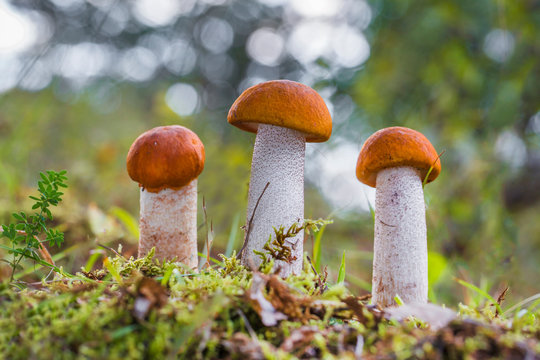 Leccinum aurantiacum - edible mushroom. Fungus in the natural environment. English: red-capped scaber stalk.