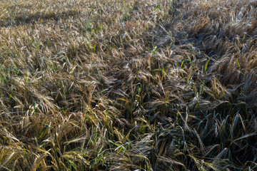 Feld - Wald - Wiesen - Luftaufnahme