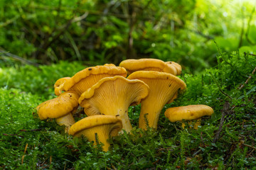 Cantharellus cibarius (commonly known as the chanterelle or golden chanterelle) growing in the...