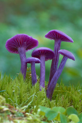 Purple violet mushroom Amethyst deceiver (Laccaria amethystina)