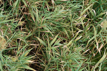 Background of green blossomed grass in the field, texture