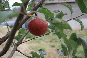 Red apple on a branch of a tree