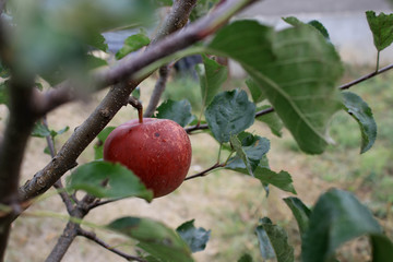 Obraz premium Red apple on a branch of a tree