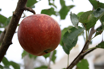 Red apple on a branch of a tree