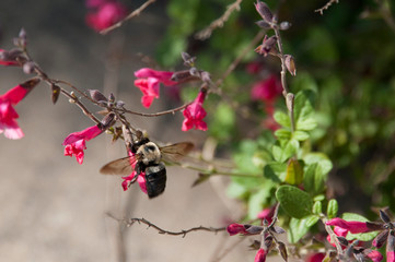 bumblebee on flower bloom