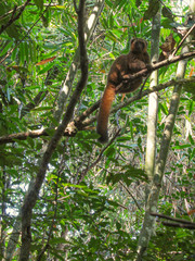 Fototapeta premium Ring-tailed lemur sitting on between tree branches at rainforest in Madagascar