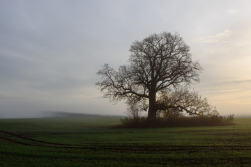 Fototapeta na wymiar Trees on field in fog. Foggy morning. Fall season.