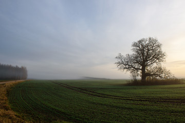 Obraz premium Foggy morning. Fall season.