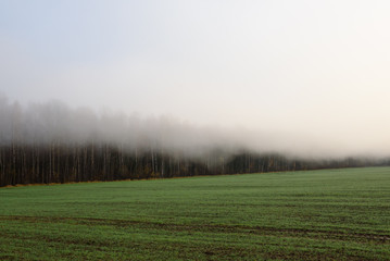 Deep fog above field in countryside, near forest. Foggy morning. Fall season.